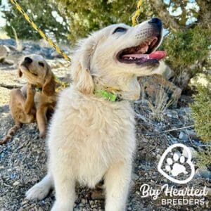 Golden Retriever panting outside