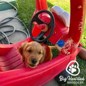 mini Golden Retriever inside a red children's car