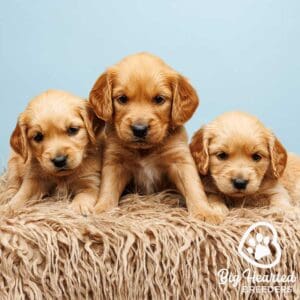 Three mini Golden Retrievers at Big Hearted Breeders
