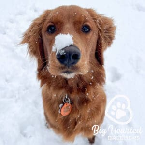 Golden Retriever with snow on his nose