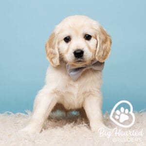Retriever puppy with a grey bowtie
