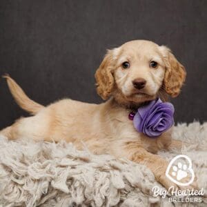 mini Retriever with a purple flower