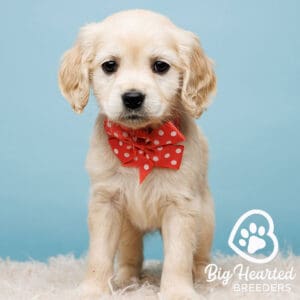 Mini Retriever puppy with red bowtie with white dots