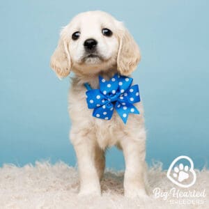 mini Golden Retriever puppy with a blue bowtie with white dots