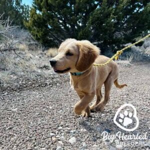 Mini Retriever running