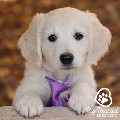 Mini Golden with a purple. bowtie