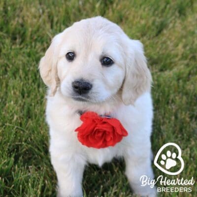 Mini Golden Retriever with a red rose around its neck