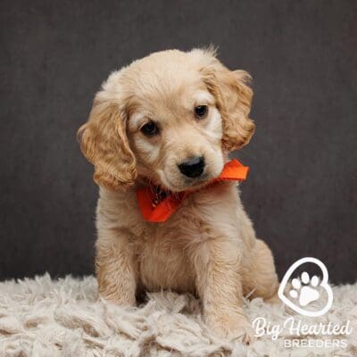 Small Golden Retriever with an orange bowtie 