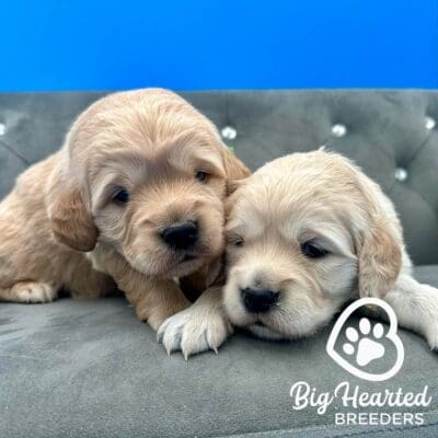 Two small retriever breeds in a grey couch 