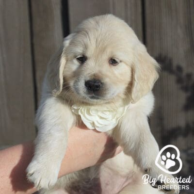 White mini Golden Retriever
