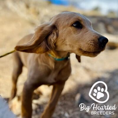 Mini golden retriever running