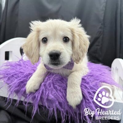 White mini golden retriever laying on a purple pillow