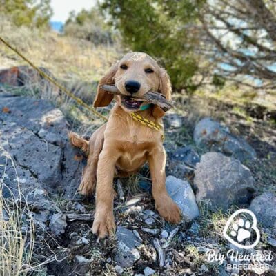 Mini golden retriever sitting outside with a branch in his mouth