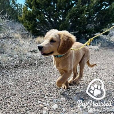 Mini Golden Retriever on a walk, running