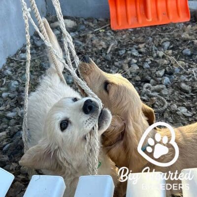 Two mini Golden Retrievers playing with some ropes