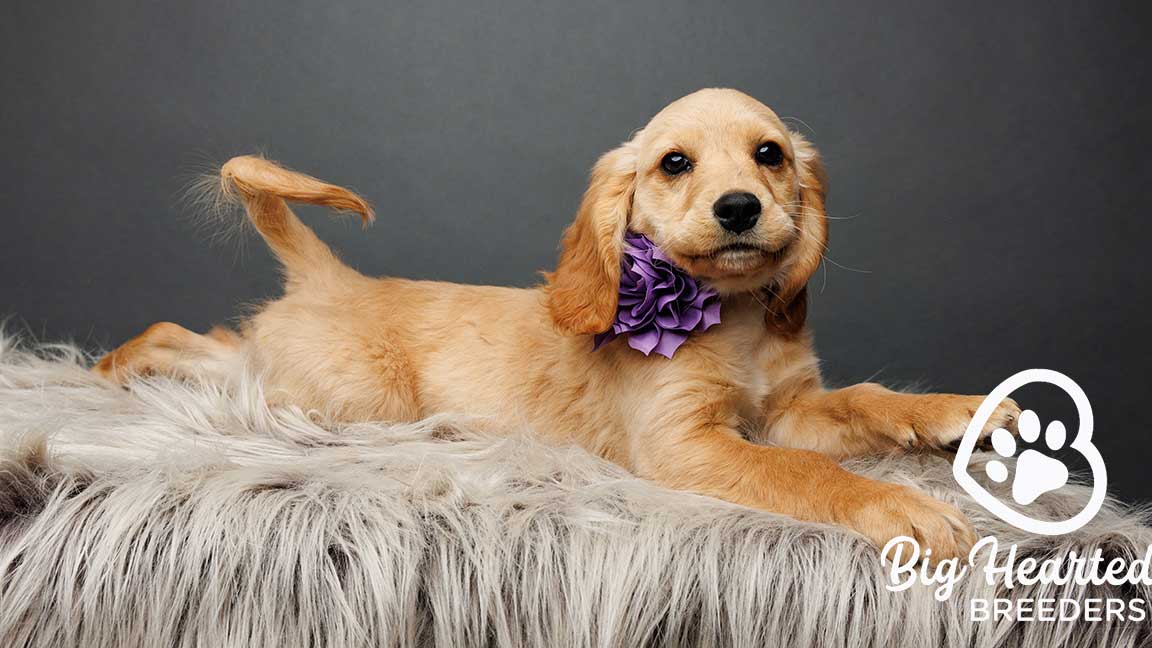 Mini Golden Retriever with a purple flower arounds its neck laying down on a white fluffy carpet