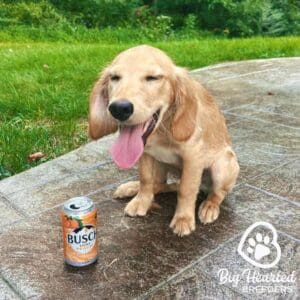 Mini Golden with his tongue out