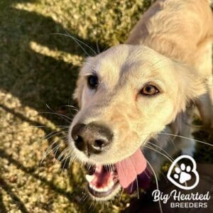 Close up of a Golden Retriever