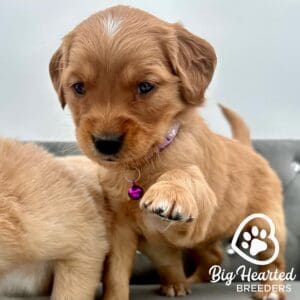 Mini Golden Retriever puppy