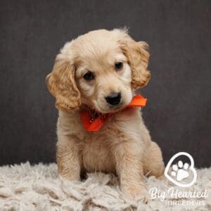 Mini Golden Retriever at Big Hearted Breeders