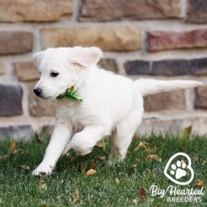 Mini Golden Retriever running in the grass