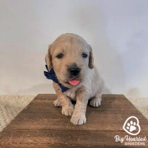 Mini Golden with his tongue out
