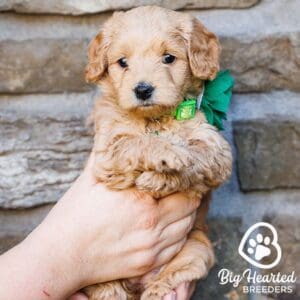 Mini Golden with a green collar