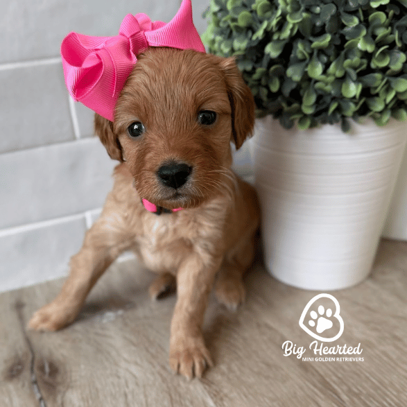 Bubble Gum Bubble Gum, Mini Golden Retriever Puppy, Big Hearted Breeders