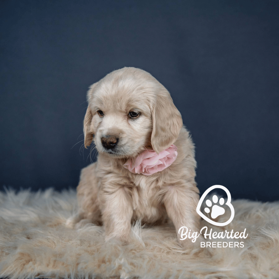 Celeste, Mini Golden Retriever Puppy, Big Hearted Breeders