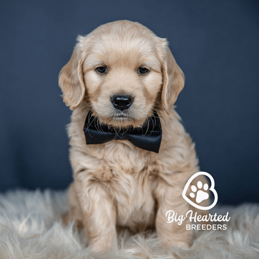 Cosmo, Mini Golden Retriever Puppy, Big Hearted Breeders