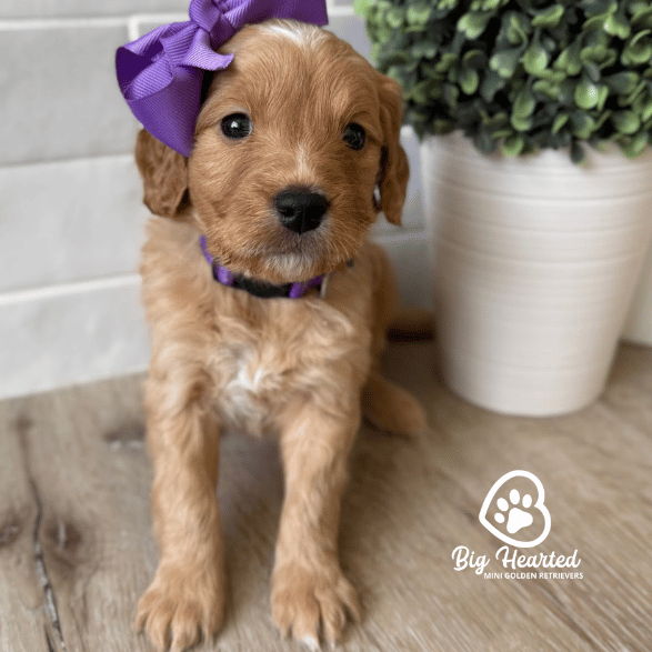 Cotton Candy Cotton Candy, Mini Golden Retriever Puppy, Big Hearted Breeders