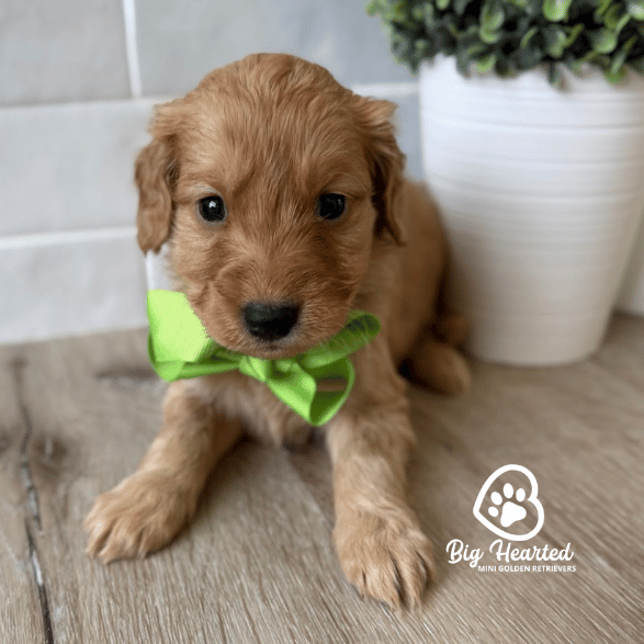 Green Apple Green Apple, Mini Golden Retriever Puppy, Big Hearted Breeders