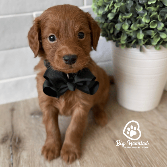 Licorice Licorice, Mini Golden Retriever Puppy, Big Hearted Breeders