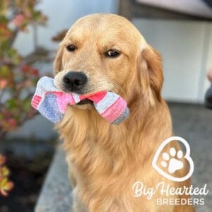 One of the mini Goldens at Big Hearted Breeders