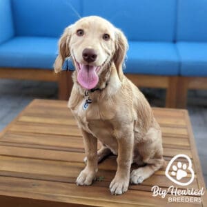 Mini Golden at Big Hearted Breeders on natural heartworm prevention