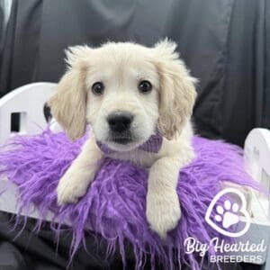 Mini Golden on top of a purple pillow