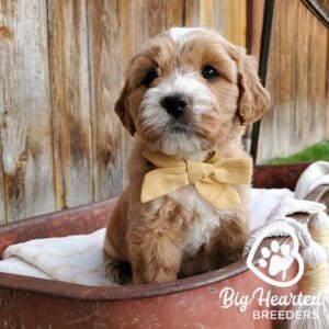 Mini Golden wearing a yellow bowtie