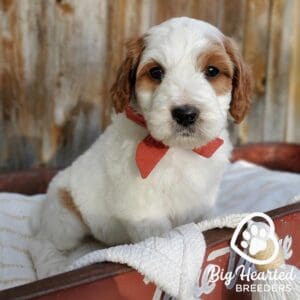 Mini Golden with a red bowtie