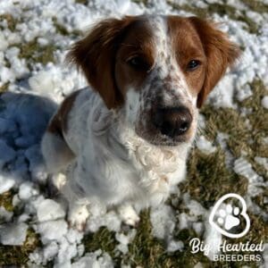 Mini Golden sitting on a snowy ground