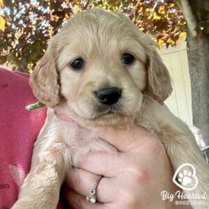 Mini Golden at Big Hearted Breeders