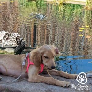 Mini Golden Retriever chewing on a stick in front of water