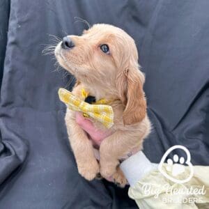 mini golden retriever with a yellow bowtie