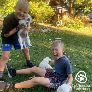 Mini Golden Retrievers playing in the grass with two kids