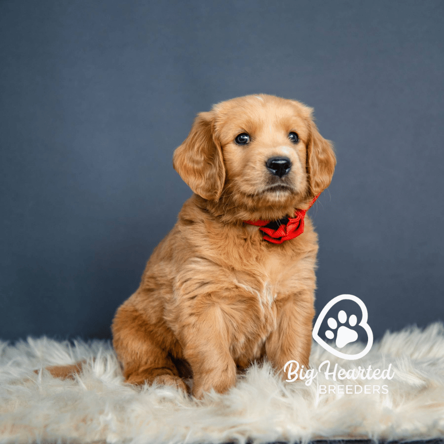 Pluto, Mini Golden Retriever Puppy, Big Hearted Breeders