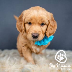 Mini Golden retriever with a blue flower around its neck
