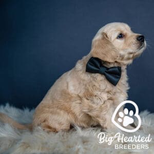 Mini Golden puppy with a black bowtie