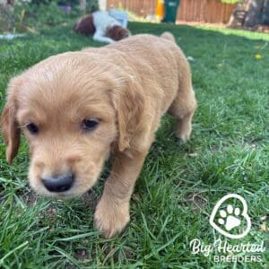 Mini Golden running in the grass
