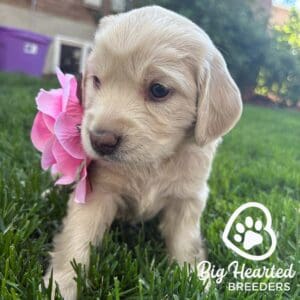 Mini Golden Retriever with a pink flower
