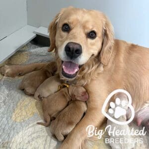 Mini golden Retriever mother with her puppies