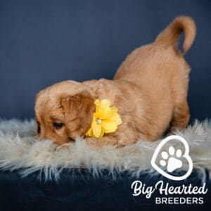Mini Golden Retriever with a yellow flower